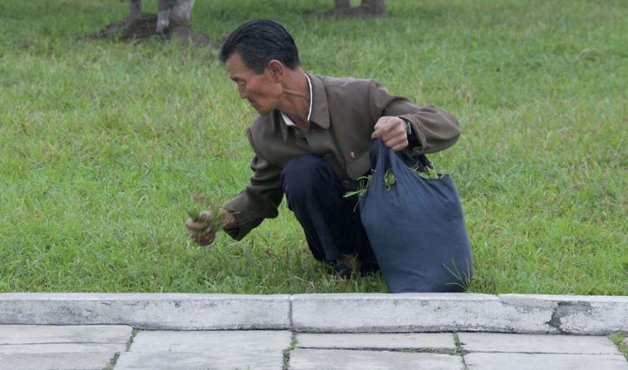Obyvatelé Severní Koree často jedí pouze trávu
