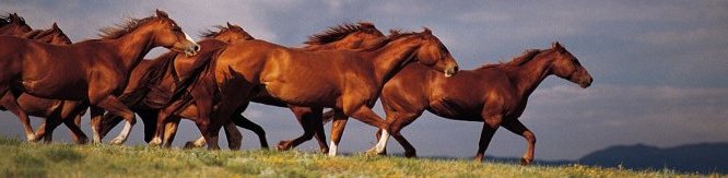 Srst a barva koně