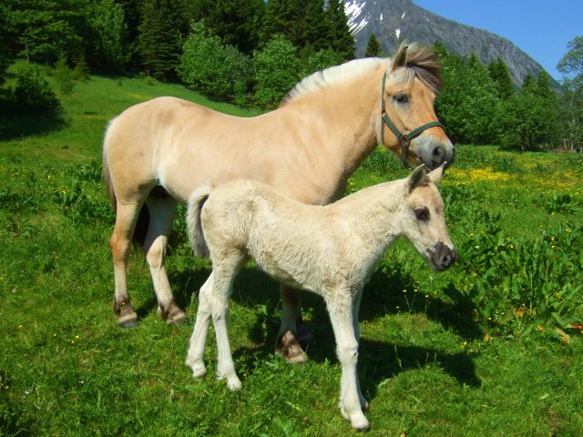 Fjordský kůň