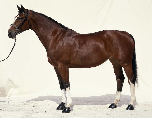 Hanoverský kůň