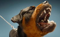 10 nejnebezpečnějších psů světa