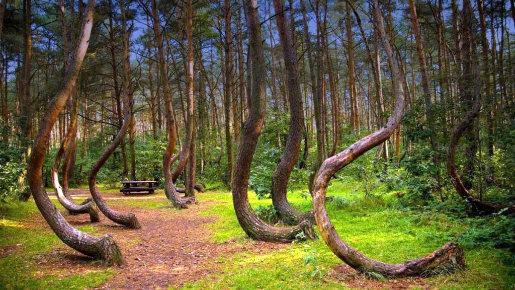 Záhadný les v Polsku stále odolává pokusům o vysvětlení