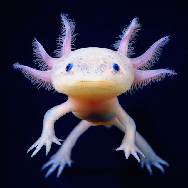 Axolotl, vodní dráček; Axolotl mexický