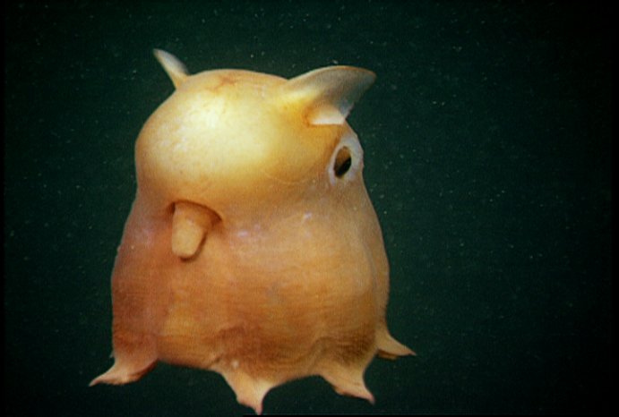 Ušatá chobotnice grimpoteuthis -aka- Dumbo chobotnice