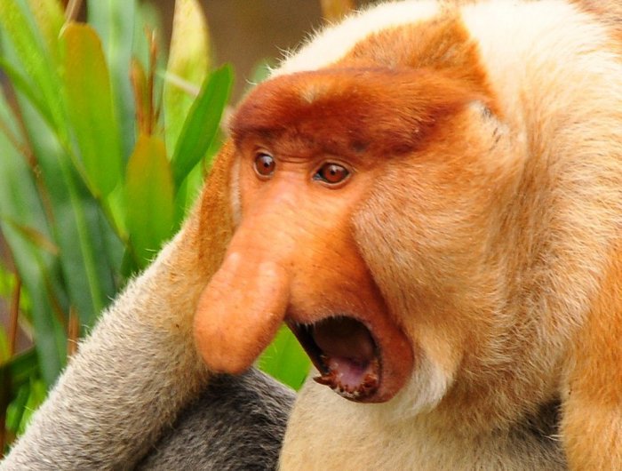 Dlouhonosá opice - Kahau nosatý