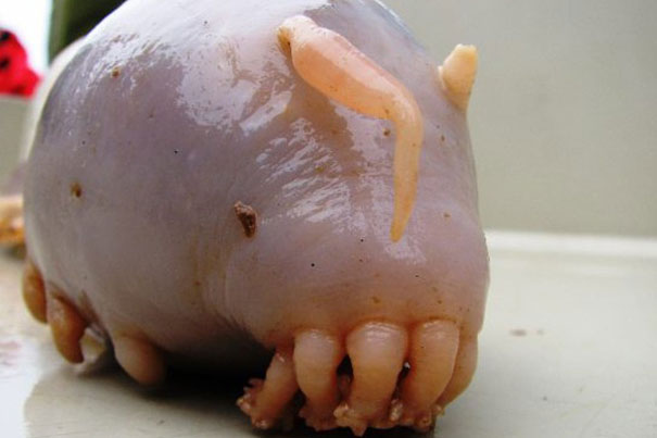 Mořské prase, Scotoplanes, Sea Pig